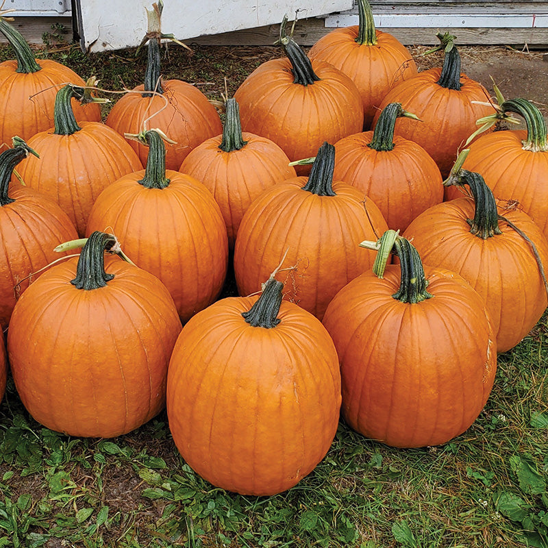Pumpkin Karma F1 Seed – Harris Seeds