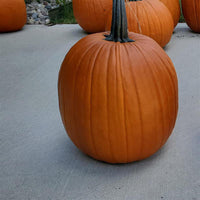 Pumpkin Karma F1 Seed