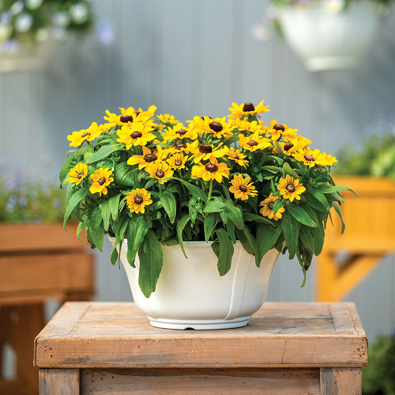 can you plant rudbeckia in pots Rudbeckia Tablemate Gold Seed