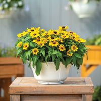 Rudbeckia Tablemate Gold Seed