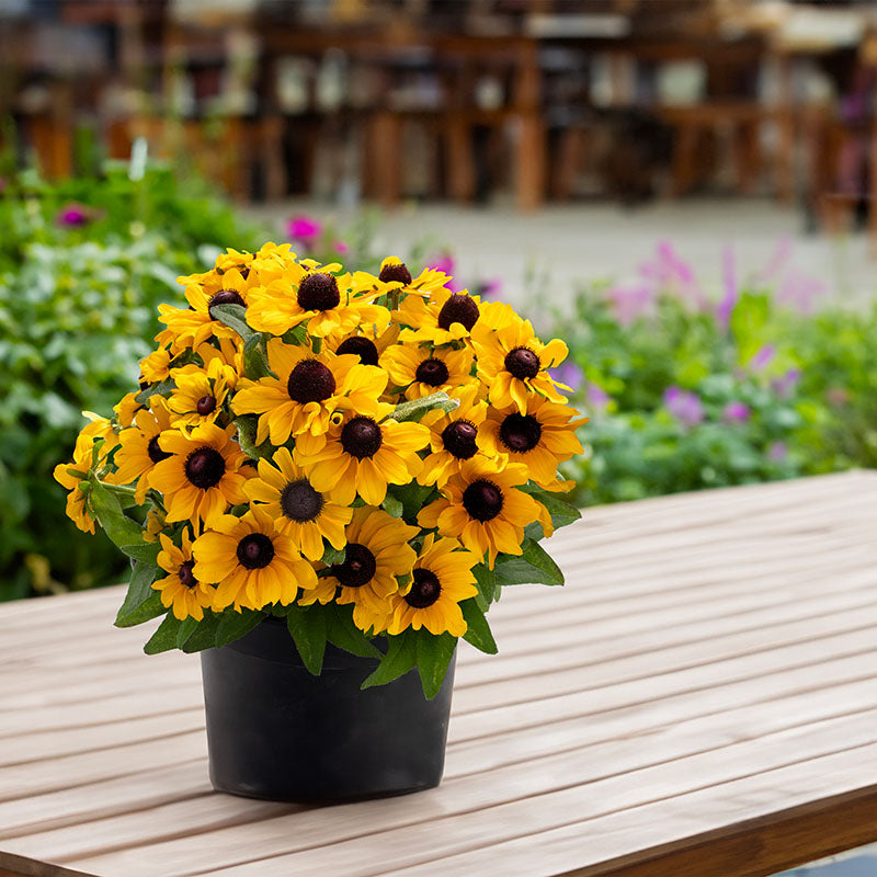 can you plant rudbeckia in pots Rudbeckia Tablemate Gold Seed – Harris Seeds