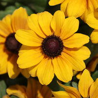 Rudbeckia Tablemate Gold Seed
