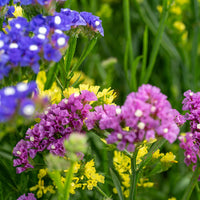 Statice Hipster Mix Seed