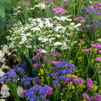 Statice Hipster Mix Seed