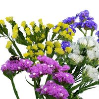 Statice Hipster Mix Seed