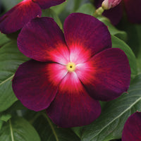 Vinca Tattoo Boysenberry Seed