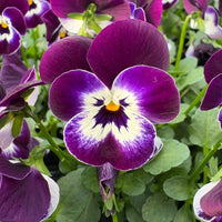 Viola Corina Penguin F1 Seed