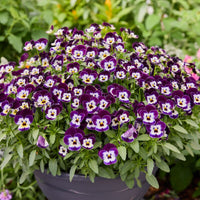 Viola Corina Penguin F1 Seed