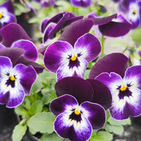 Viola Corina Penguin F1 Seed