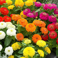 Zinnia Preciosa Premium Mix F1 Seed
