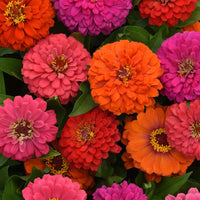 Zinnia Elegant Hot Mix Seed