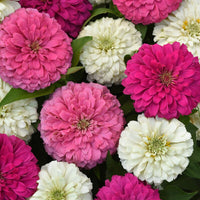 Zinnia Elegant Soft Mix Seed
