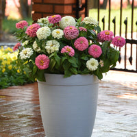 Zinnia Elegant Soft Mix Seed