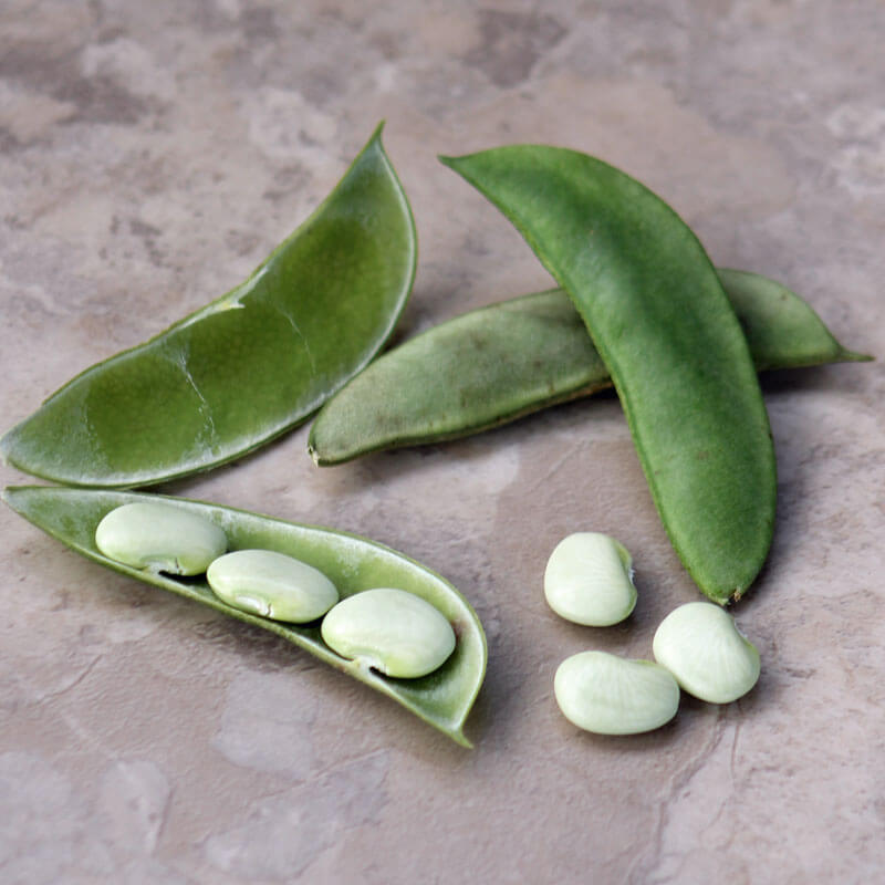 Bean Eastland Seed, Size: 50 lbs