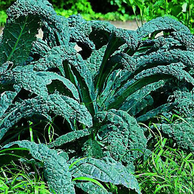 Kale Lacinato Organic Seed – Harris Seeds