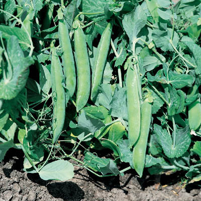 Pea Green Arrow Seed – Harris Seeds