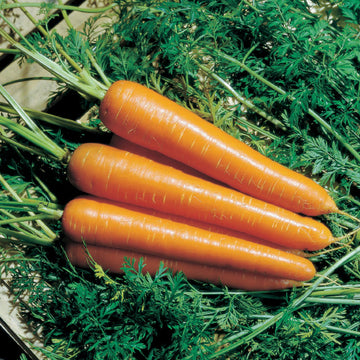 Carrot Nantindo F1 Seed