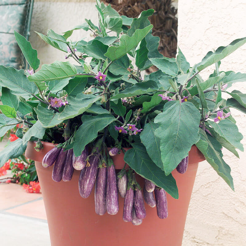 Eggplant Fairy Tale F1 Seed RAW / 500 seeds / UNTREATED