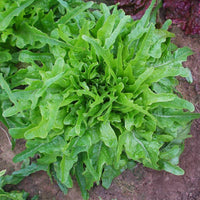 Lettuce Royal Oakleaf Seed