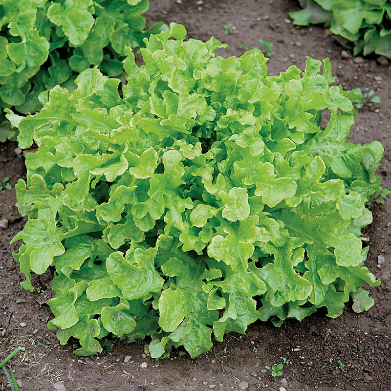 Lettuce Green Salad Bowl Seed Harris Seeds