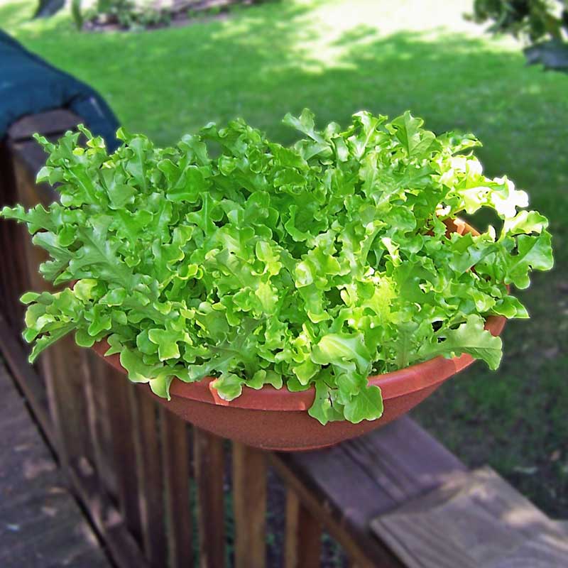 Lettuce Green Salad Bowl Seed Harris Seeds