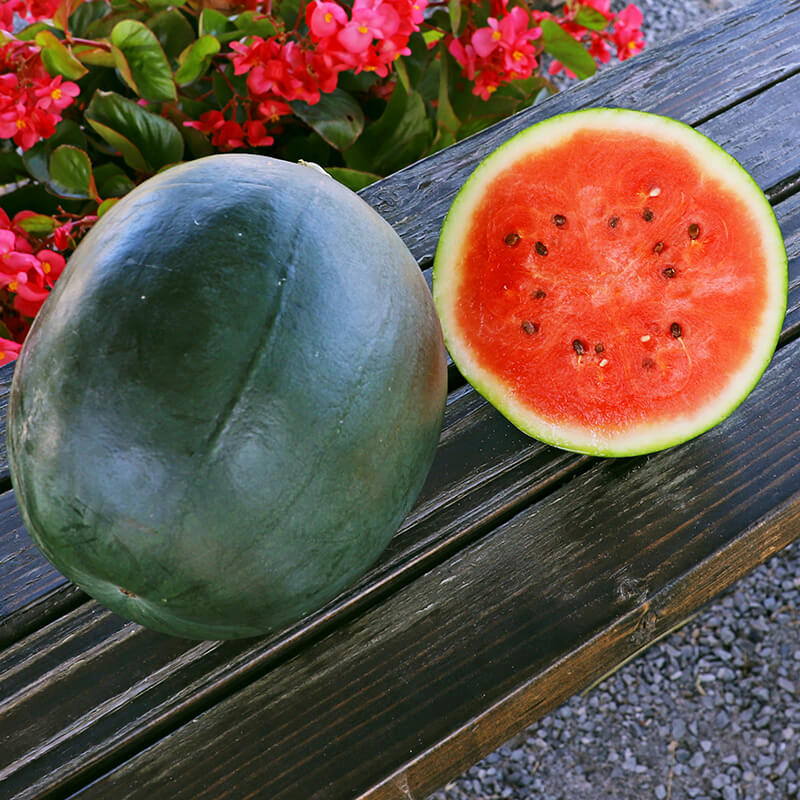 Watermelon Sugar Baby Seed – Harris Seeds
