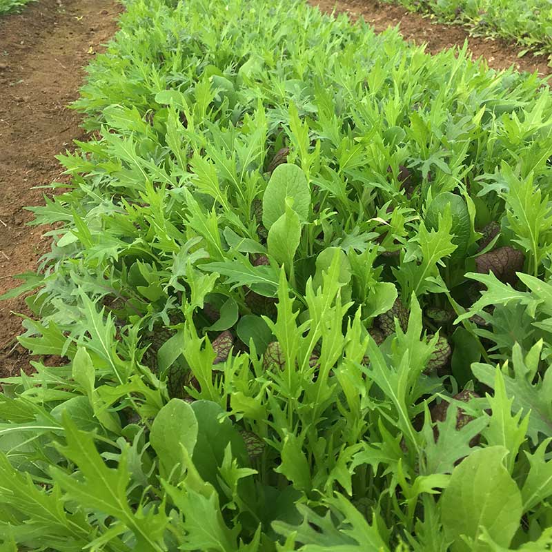 planting mesclun lettuce seeds Harris' Mesclun Mix Seed – Harris Seeds