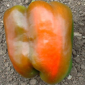 Pepper Calwonder Seed