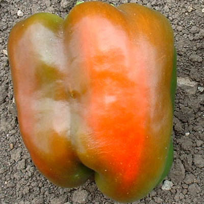 Pepper Calwonder Seed