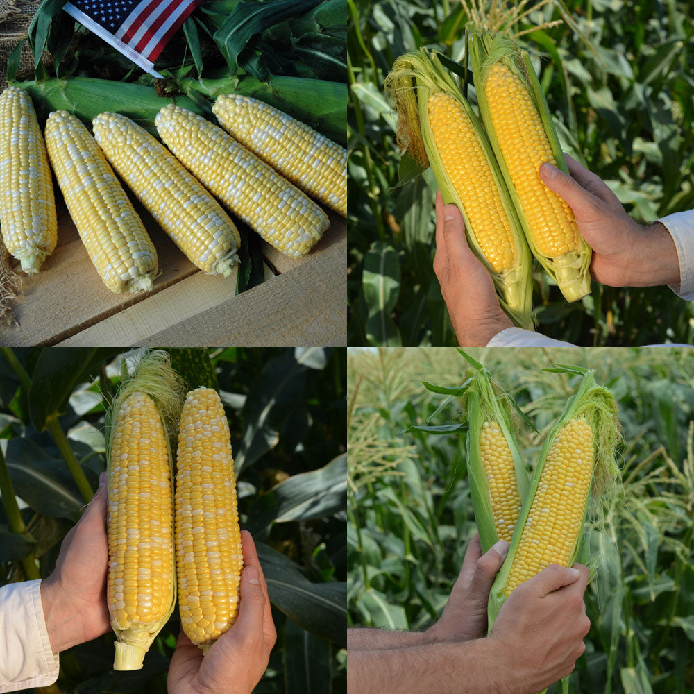 Sweet Corn Seed Collection Summertime Supersweet Seed Harris Seeds