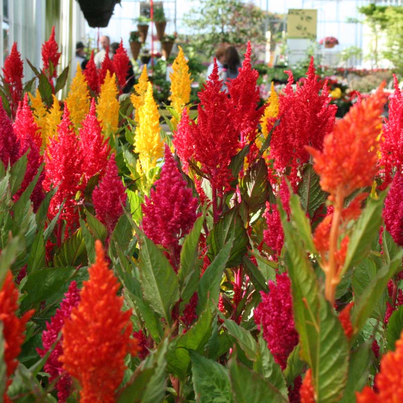 celosia seed planting Celosia Century Mix Seeds