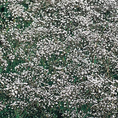 Snowflake Baby's Breath – Pinetree Garden Seeds