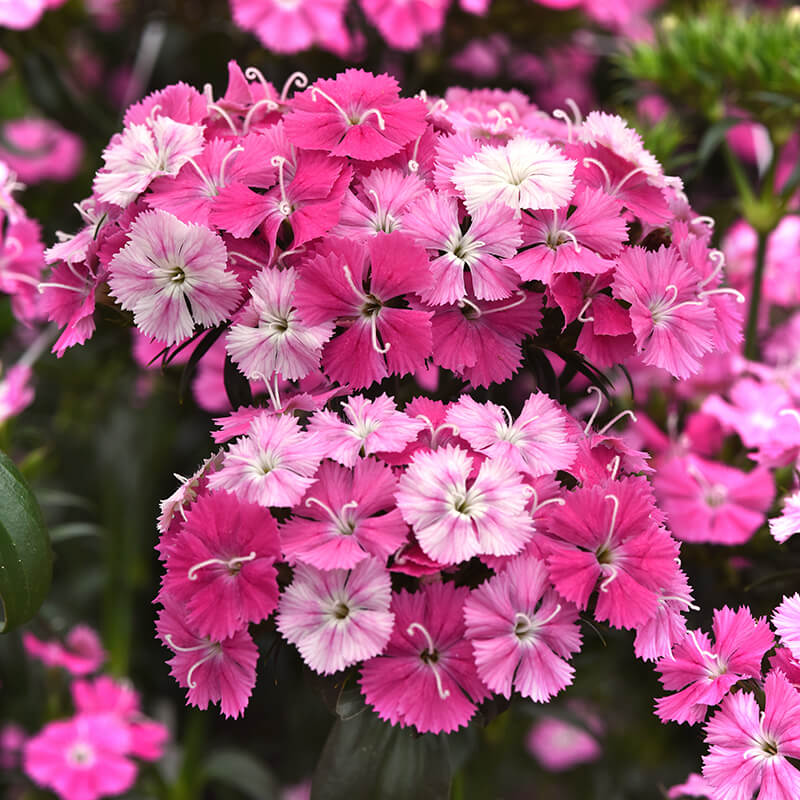 geranium seeds amazon Dianthus Amazon Rose Magic F1 Seed