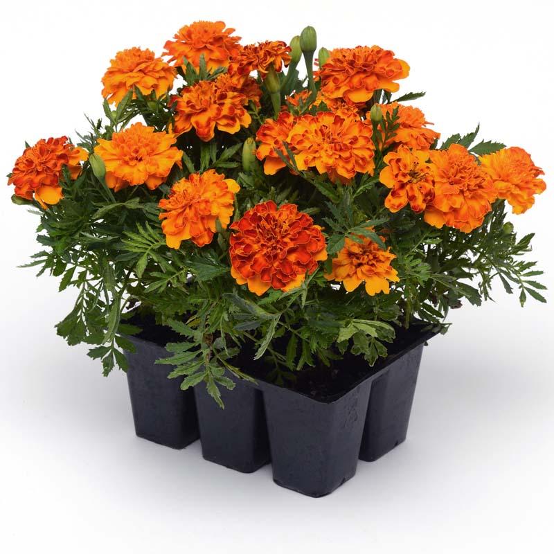 bolero herbicide Marigold Bonanza Bolero Seed RAW / 1,000 Seeds / UNTREATED