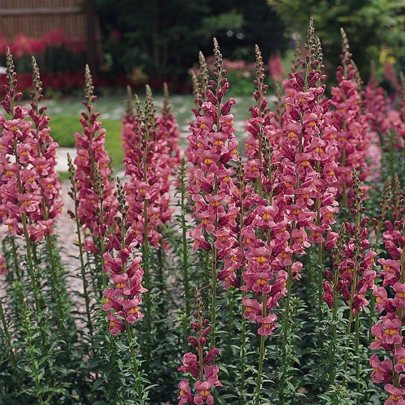 snapdragon flower seeds series f1-1000 seeds Snapdragon Rocket Rose F1 Seed RAW / 1,000 seeds / UNTREATED