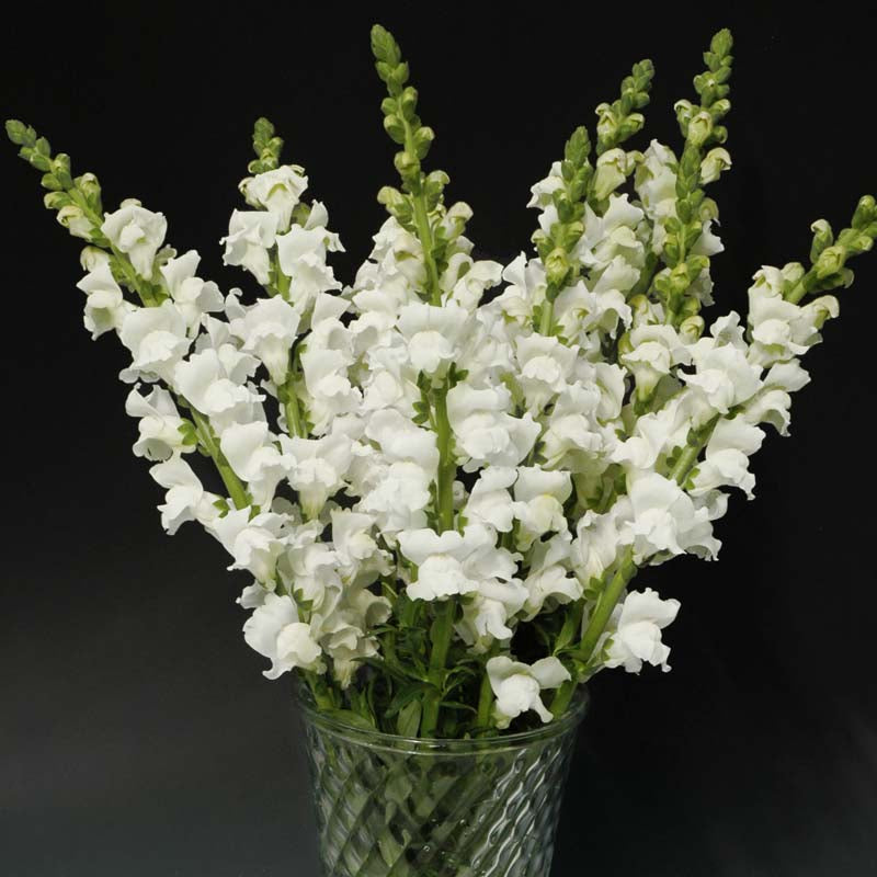 white flower seed dragon nest Snapdragon Rocket White F1 Seed