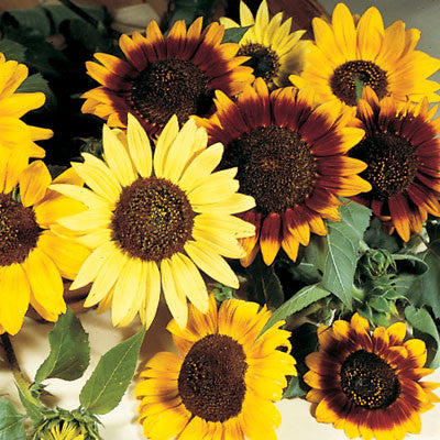 Autumn Beauty' - Sunflower Seeds Mix - 1 Gram