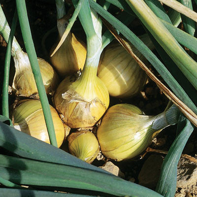 Onion Sets - Yellow Stuttgarter