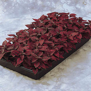 Hypoestes Splash Select Red Seed