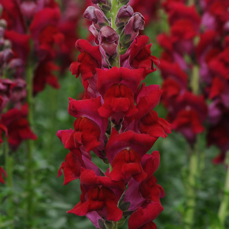snapdragon flower seeds serie de soneto f1-1000 semillas Snapdragon Potomac Red F1 Seed