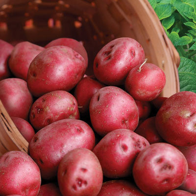 Seed Potato Kit