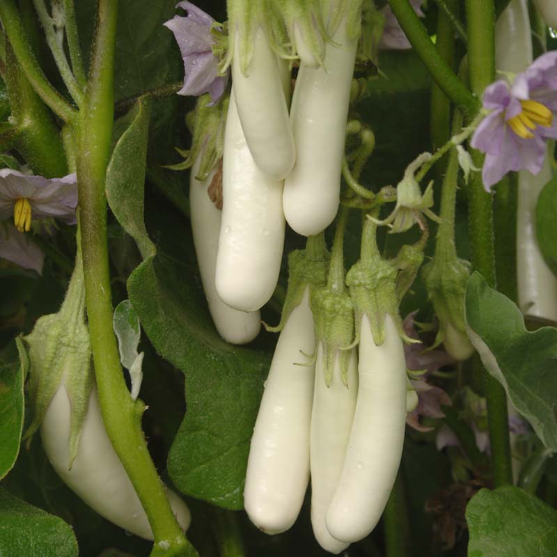 brinjal plant from seed Eggplant Gretel F1 Seed – Harris Seeds