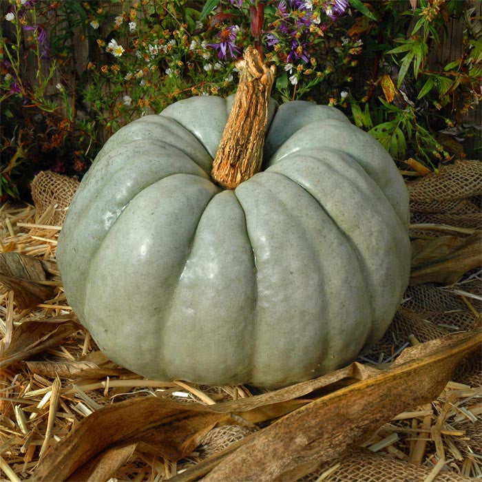 Pumpkin Blue Doll F1 Seed – Harris Seeds