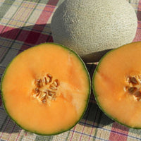 Melon Shockwave F1 Seed