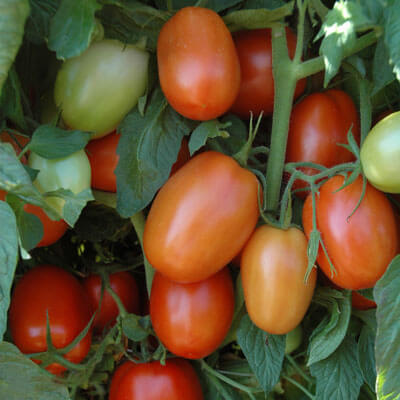Tomato Seeds, Darkstar Hybrid Tomato Seeds, 50 seeds