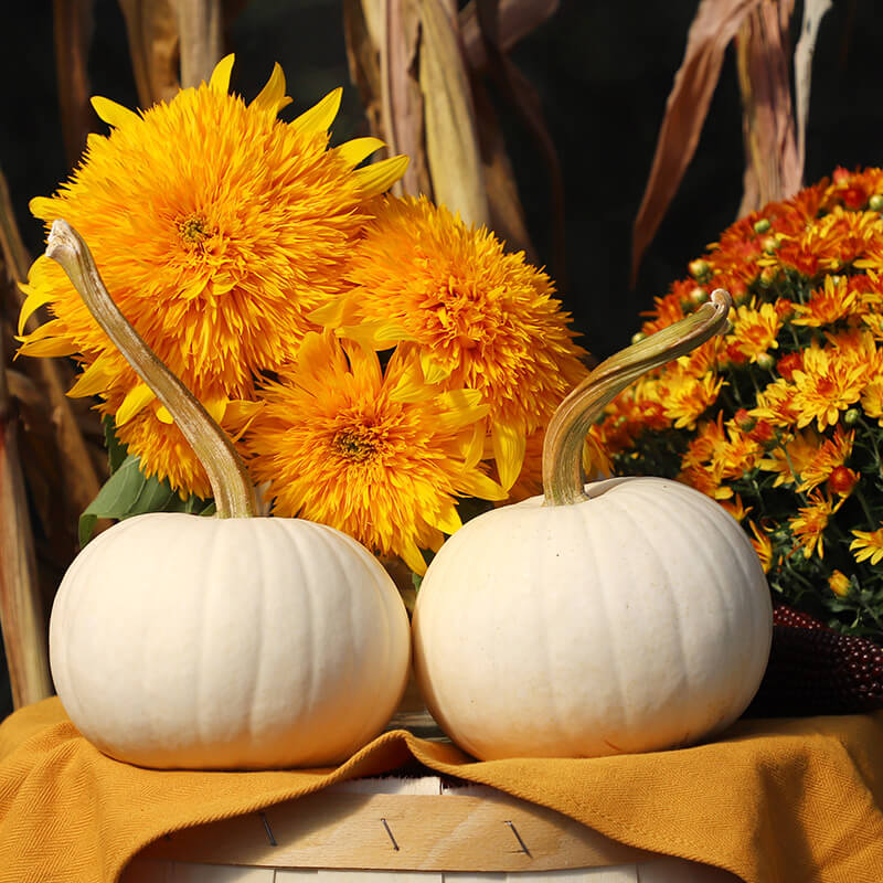 snowball marigold seeds Pumpkin Snowball F1 Seed FILM COATED / 250 seeds / FARMORE