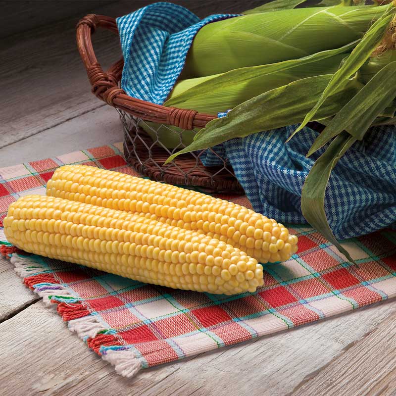 herbicide for sweet corn Sweet Corn Biotech Protector F1 Seed STANDARD / 25,000 seeds / CRUISER
