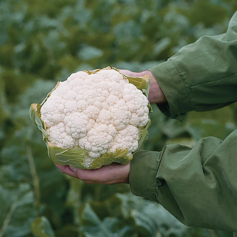 flamenco strawberry seeds Cauliflower Flamenco F1 Seed FILM COATED / 50 seeds / TREATED