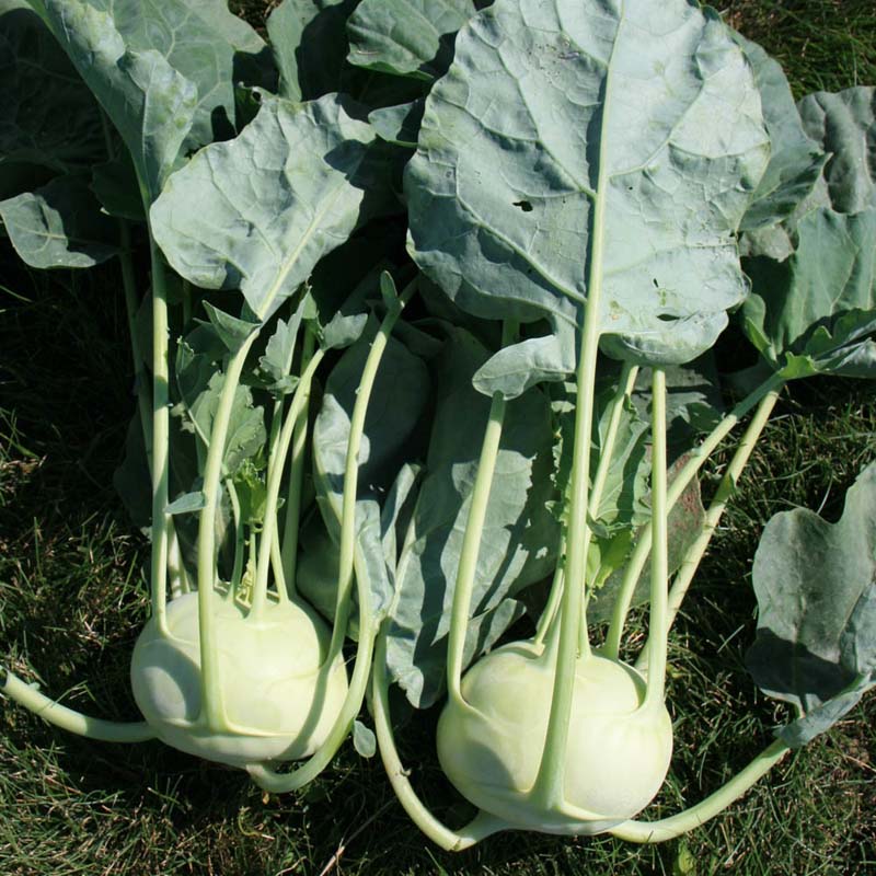 planting kohlrabi from seed Kohlrabi Konan F1 Seed