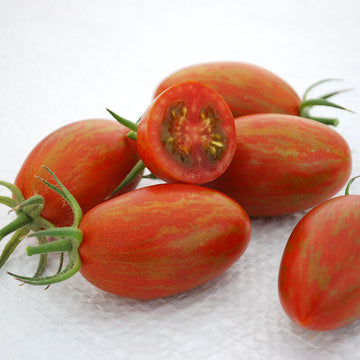 Tomato Bronze Torch F1 Seed